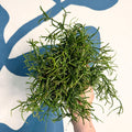 Rhipsalis teres f. prismatica – Prism Mistletoe Cactus - Sprouts of Bristol
