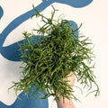 Rhipsalis teres f. prismatica – Prism Mistletoe Cactus - Sprouts of Bristol