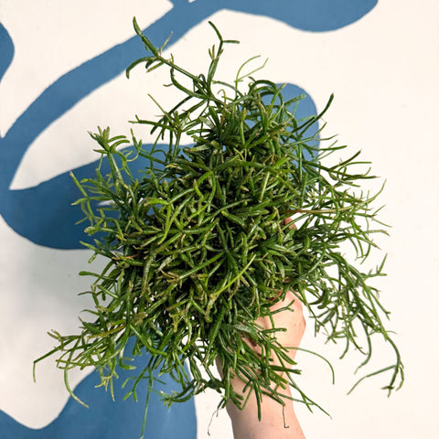 Rhipsalis teres f. prismatica – Prism Mistletoe Cactus - Sprouts of Bristol