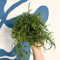 Rhipsalis teres f. prismatica – Prism Mistletoe Cactus - Sprouts of Bristol