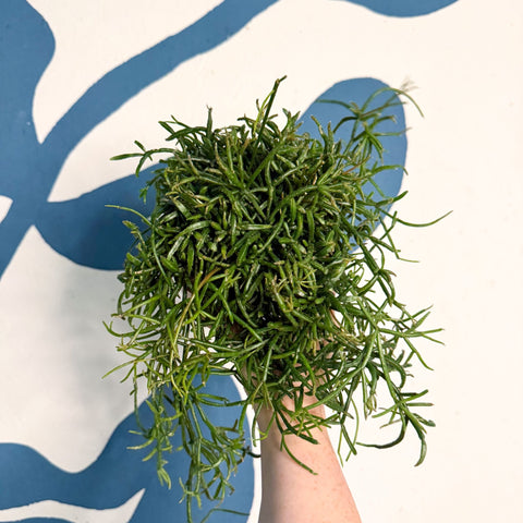 Rhipsalis teres f. prismatica – Prism Mistletoe Cactus - Sprouts of Bristol