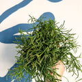 Rhipsalis teres f. prismatica – Prism Mistletoe Cactus - Sprouts of Bristol