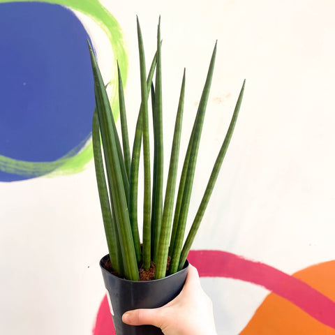 sanseveria rocket snake eye plant Rocket Snake Plant