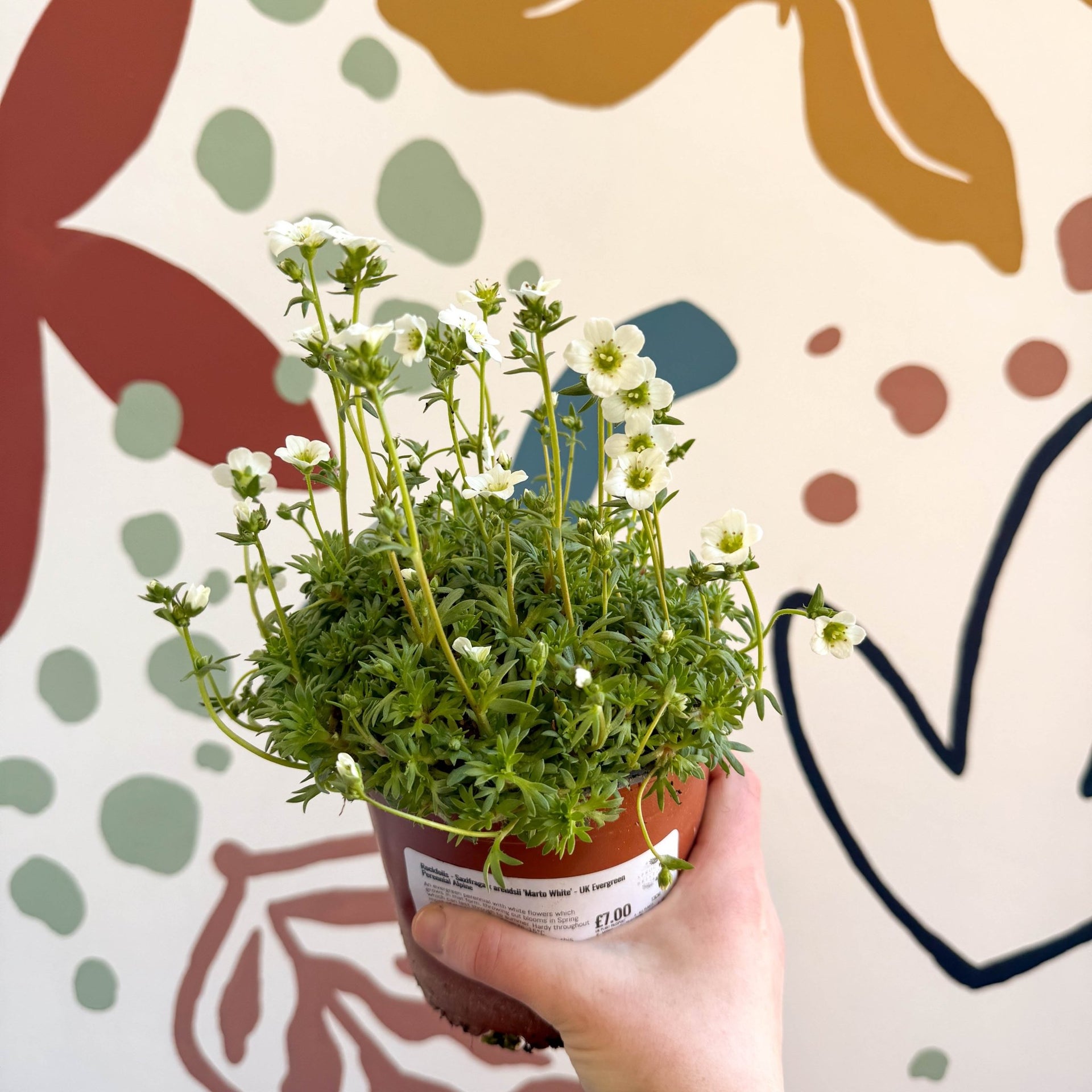 Rockfoils - Saxifraga x arendsii 'Marto White'