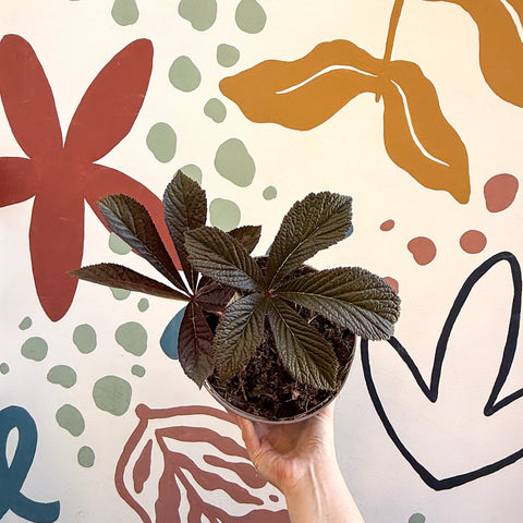 Rodgersia 'Bronze Peacock' - Cotswold Grown Herbaceous Perennial - Sprouts of Bristol