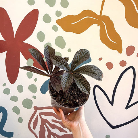 Rodgersia 'Bronze Peacock' - Cotswold Grown Herbaceous Perennial - Sprouts of Bristol