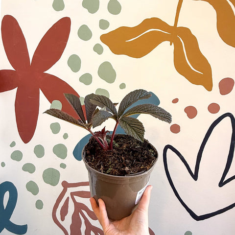 Rodgersia 'Bronze Peacock' - Cotswold Grown Herbaceous Perennial - Sprouts of Bristol