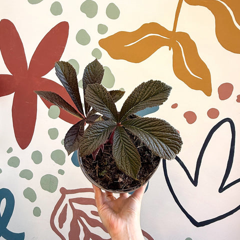 Rodgersia 'Bronze Peacock' - Cotswold Grown Herbaceous Perennial - Sprouts of Bristol