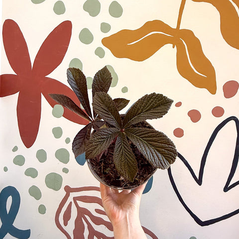 Rodgersia 'Bronze Peacock' - Cotswold Grown Herbaceous Perennial - Sprouts of Bristol