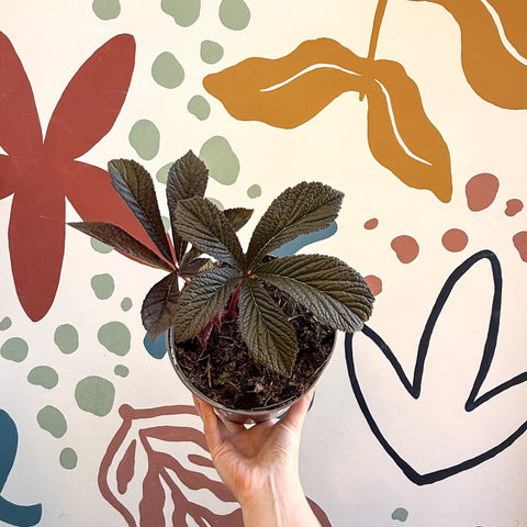 Rodgersia 'Bronze Peacock' - Cotswold Grown Herbaceous Perennial - Sprouts of Bristol