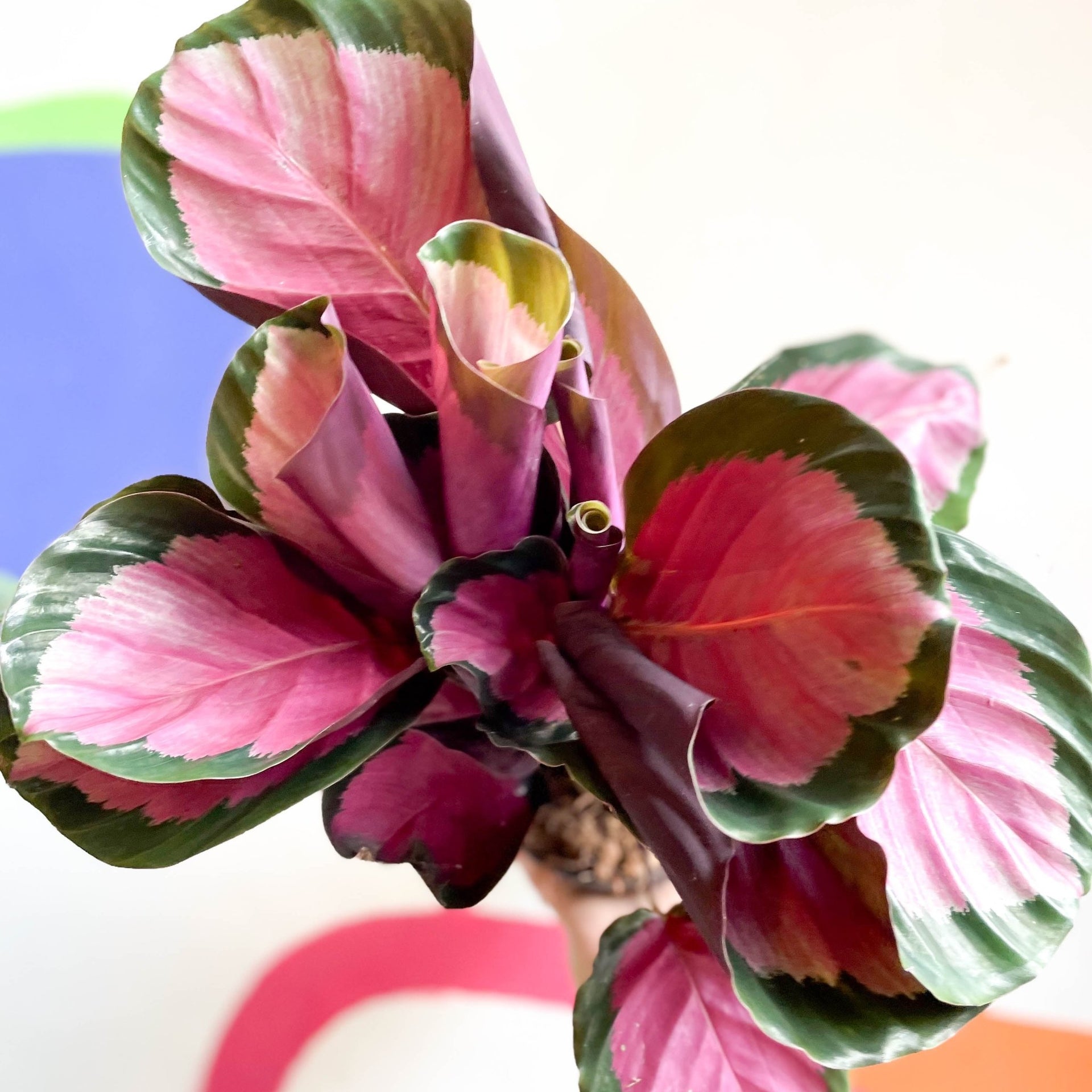 Rosafarbene Calathea