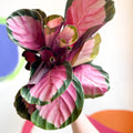 Rosey Calathea - Calathea roseopicta 'Rosy' - Sprouts of Bristol