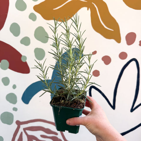 Rosmarinus officinalis 'Miss Jessopp's Upright' - Rosemary - Cotswolds Grown Culinary Herbs - Sprouts of Bristol