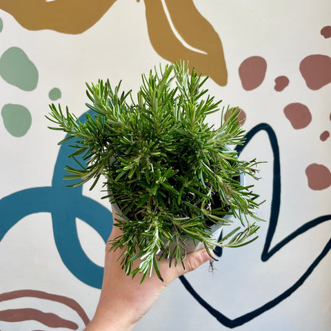 Rosmarinus officinalis ‘Prostratus’ - Trailing Rosemary - Sprouts of Bristol