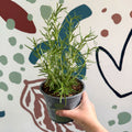 Rosmarinus officinalis - Rosemary - Sprouts of Bristol