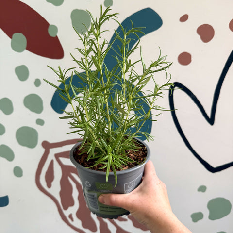 Rosmarinus officinalis - Rosemary - Sprouts of Bristol