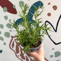 Rosmarinus officinalis - Rosemary - Sprouts of Bristol