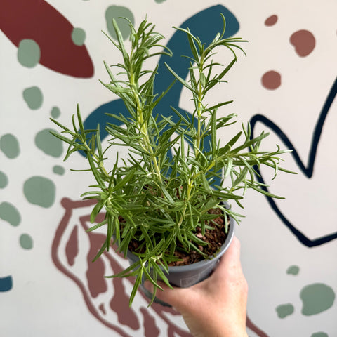 Rosmarinus officinalis - Rosemary - Sprouts of Bristol