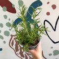 Rosmarinus officinalis - Rosemary - Sprouts of Bristol