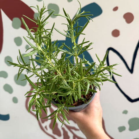 Rosmarinus officinalis - Rosemary - Sprouts of Bristol