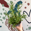 Rosmarinus officinalis - Rosemary - Sprouts of Bristol