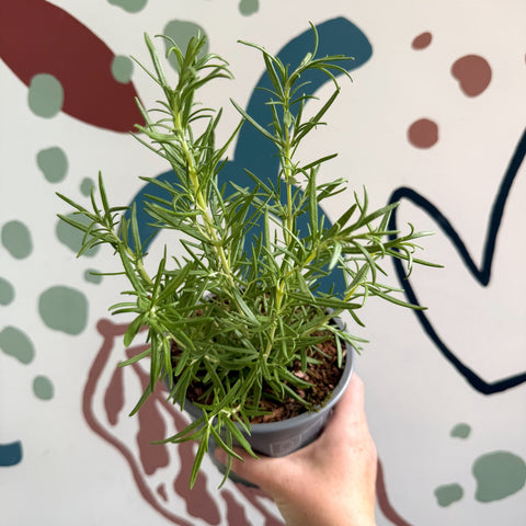 Rosmarinus officinalis - Rosemary - Sprouts of Bristol