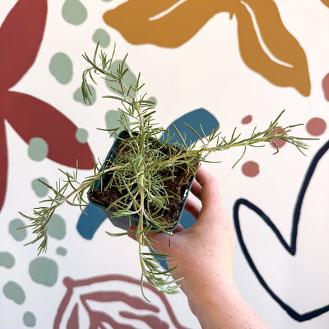 Rosmarinus prostratus 'Boule' - Trailing Rosemary - Cotswolds Grown Culinary Herbs - Sprouts of Bristol