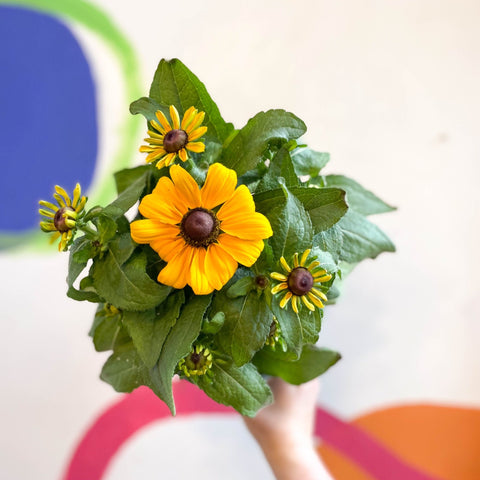 Rudbeckia fulgida - Coneflower - Sprouts of Bristol