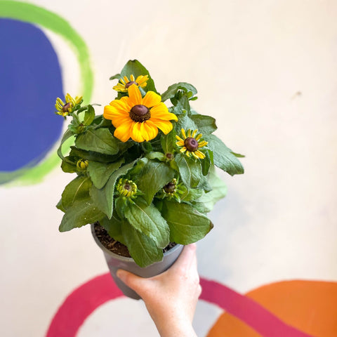 Rudbeckia fulgida - Coneflower - Sprouts of Bristol