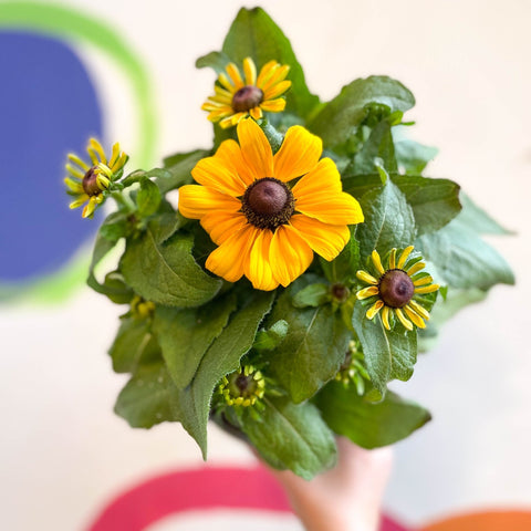 Rudbeckia fulgida - Coneflower - Sprouts of Bristol