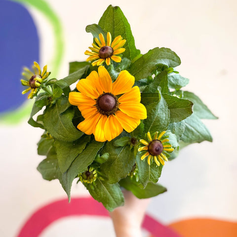 Rudbeckia fulgida - Coneflower - Sprouts of Bristol