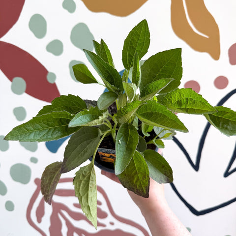 Rudbeckia fulgida 'Goldblitz' - Coneflower - UK Grown - Sprouts of Bristol