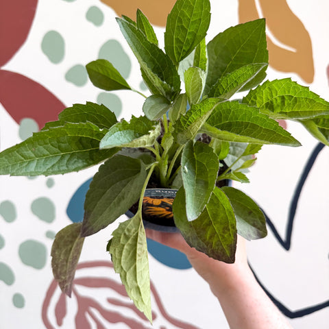 Rudbeckia fulgida 'Goldblitz' - Coneflower - UK Grown - Sprouts of Bristol