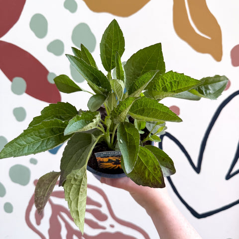 Rudbeckia fulgida 'Goldblitz' - Coneflower - UK Grown - Sprouts of Bristol