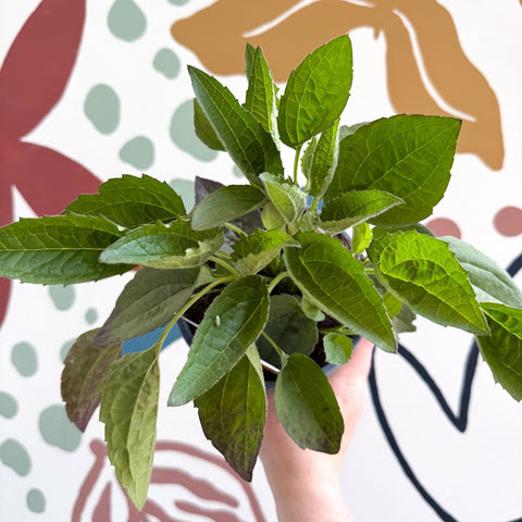 Rudbeckia fulgida 'Goldblitz' - Coneflower - UK Grown - Sprouts of Bristol