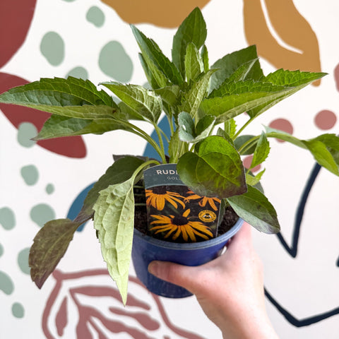 Rudbeckia fulgida 'Goldblitz' - Coneflower - UK Grown - Sprouts of Bristol