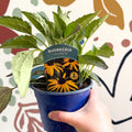Rudbeckia fulgida 'Goldblitz' - Coneflower - UK Grown - Sprouts of Bristol