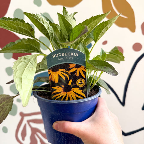 Rudbeckia fulgida 'Goldblitz' - Coneflower - UK Grown - Sprouts of Bristol