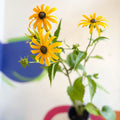 Rudbeckia fulgida var. sullivantii 'Goldsturm' - Coneflower - UK Grown - Sprouts of Bristol