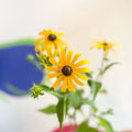 Rudbeckia fulgida var. sullivantii 'Goldsturm' - Coneflower - UK Grown - Sprouts of Bristol