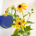 Rudbeckia fulgida var. sullivantii 'Goldsturm' - Coneflower - UK Grown - Sprouts of Bristol