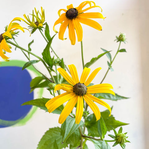 Rudbeckia fulgida var. sullivantii 'Goldsturm' - Coneflower - UK Grown - Sprouts of Bristol