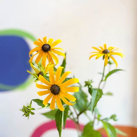 Rudbeckia fulgida var. sullivantii 'Goldsturm' - Coneflower - UK Grown - Sprouts of Bristol