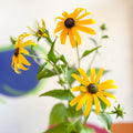 Rudbeckia fulgida var. sullivantii 'Goldsturm' - Coneflower - UK Grown - Sprouts of Bristol