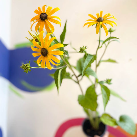 Rudbeckia fulgida var. sullivantii 'Goldsturm' - Coneflower - UK Grown - Sprouts of Bristol