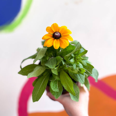 Rudbeckia hirta 'Toto Gold' UK Grown - Coneflower - Sprouts of Bristol