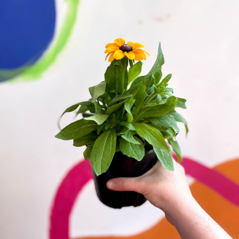 Rudbeckia hirta 'Toto Gold' UK Grown - Coneflower - Sprouts of Bristol