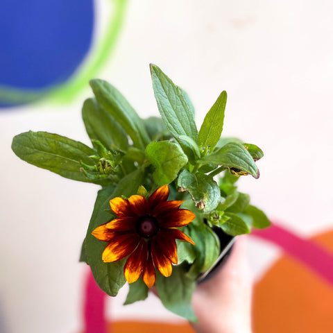 Rudbeckia hirta 'Toto Rustic' UK Grown - Coneflower - Sprouts of Bristol