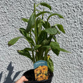 Rudbeckia 'Lucia' - Coneflower - British Grown - Sprouts of Bristol