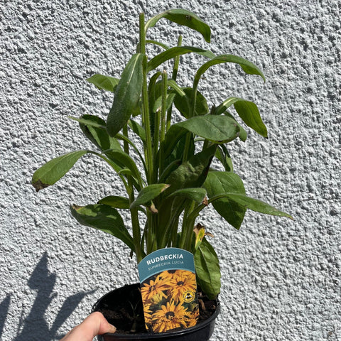 Rudbeckia 'Lucia' - Coneflower - British Grown - Sprouts of Bristol